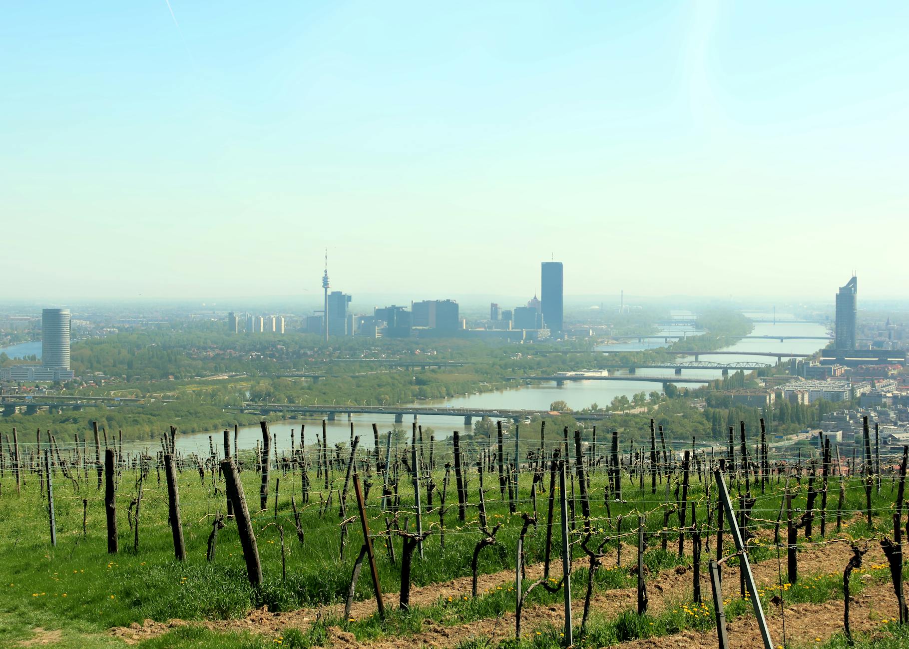 Panorama Wiednia nad Dunajem widziana z wiosennej winnicy