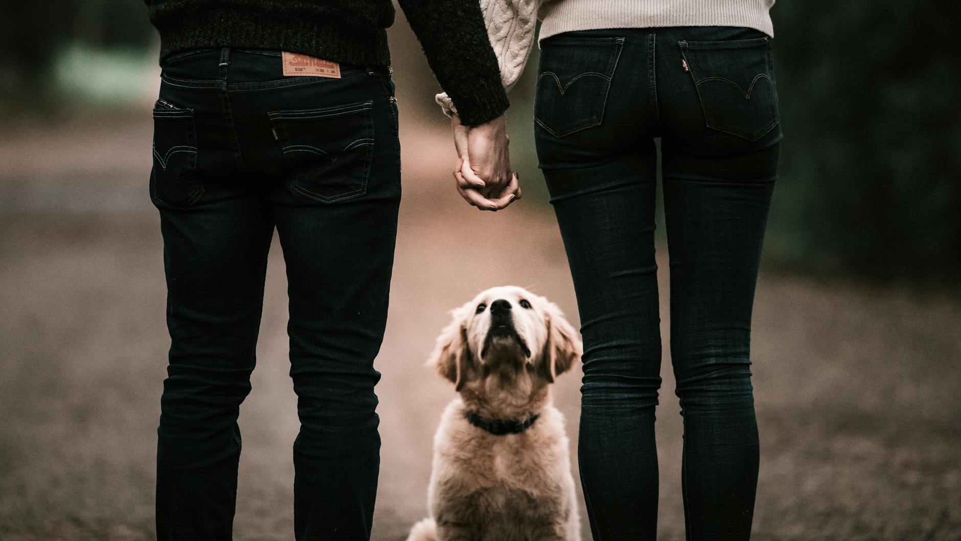 Para trzyma się za ręce na spacerze z labradorem między nimi